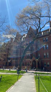 havard